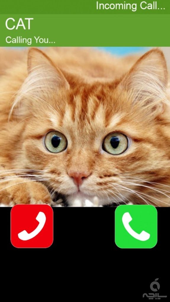 Call Cat 2