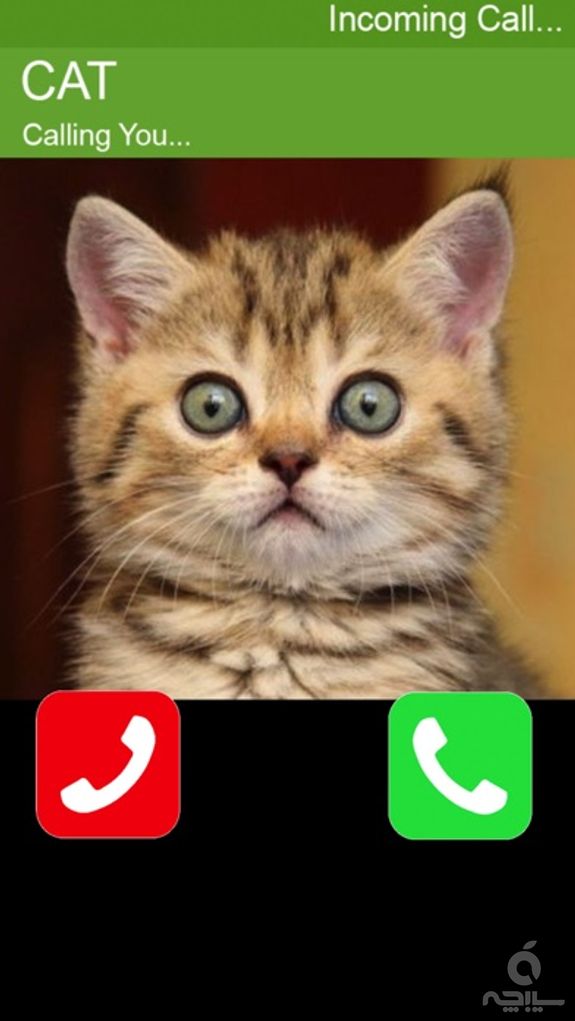 Call Cat 2