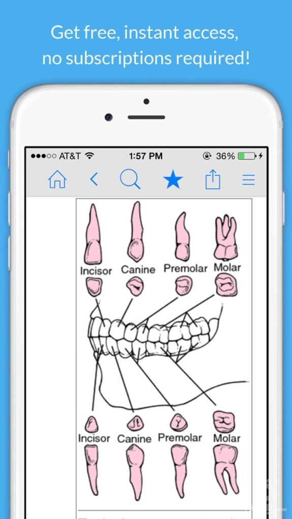 Dental Dictionary by Farlex