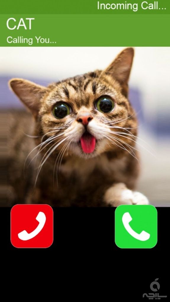 Call Cat 2