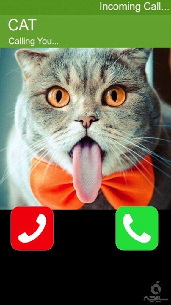 Call Cat 2